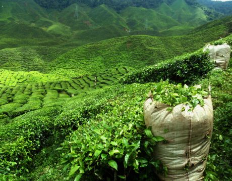 green tea plantation landscape